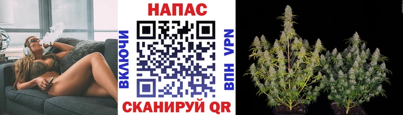 Марихуана сатива  Мантурово 